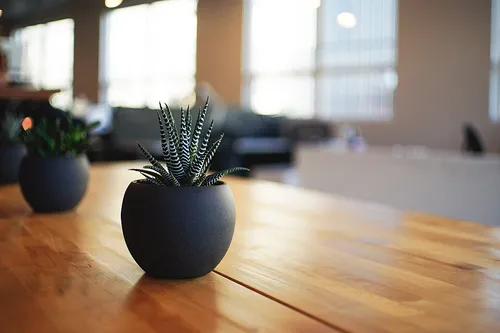 Desk plants & succulents
